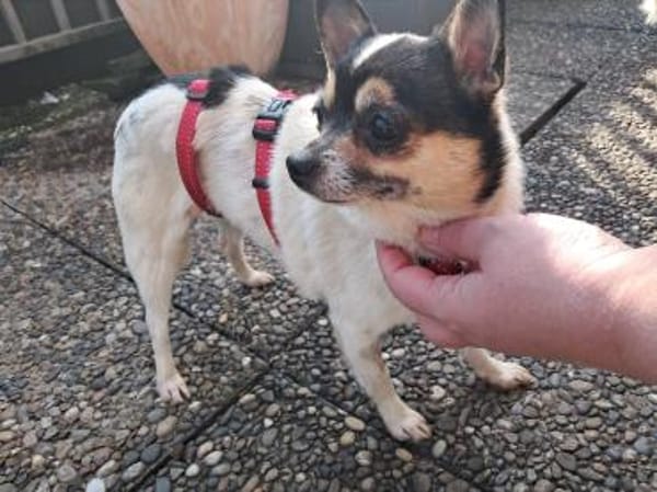 Ariel, kleine Chihuahua Dame geb. 2021