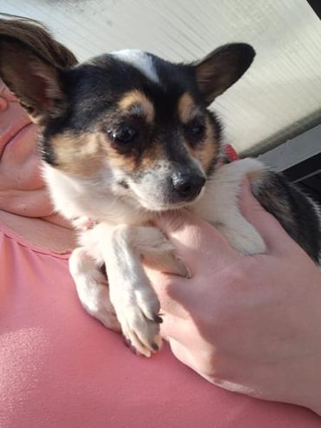 Ariel, kleine Chihuahua Dame geb. 2021