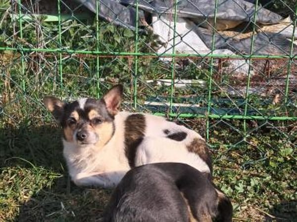 Ariel, kleine Chihuahua Dame geb. 2021