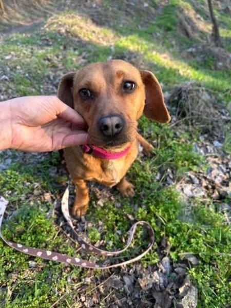 Samu, freundlicher Dackelmix Rüde