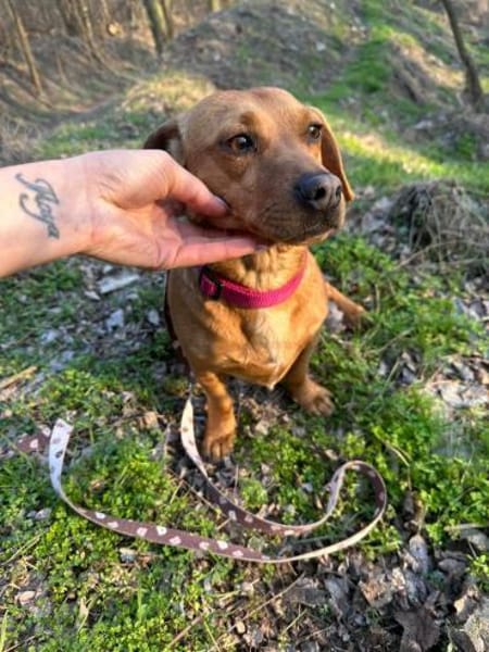 Samu, freundlicher Dackelmix Rüde