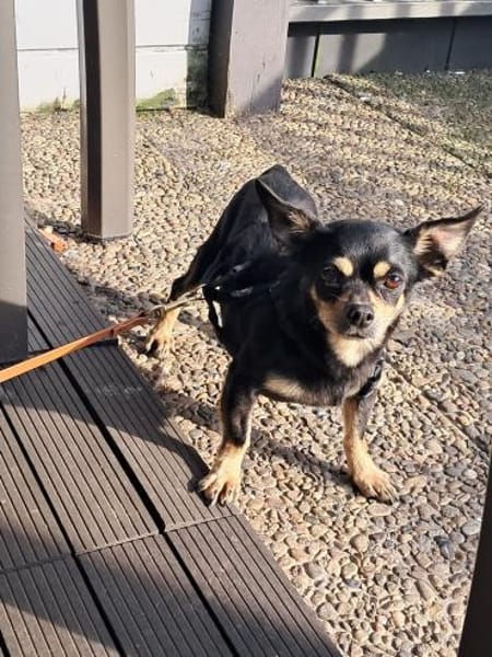 Cookie, süße Chihuahua Hündin