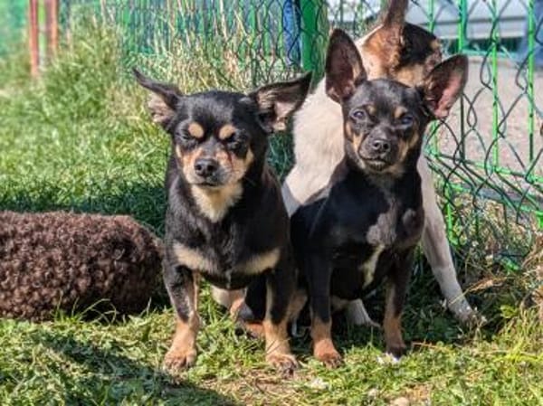 Cookie, süße Chihuahua Hündin