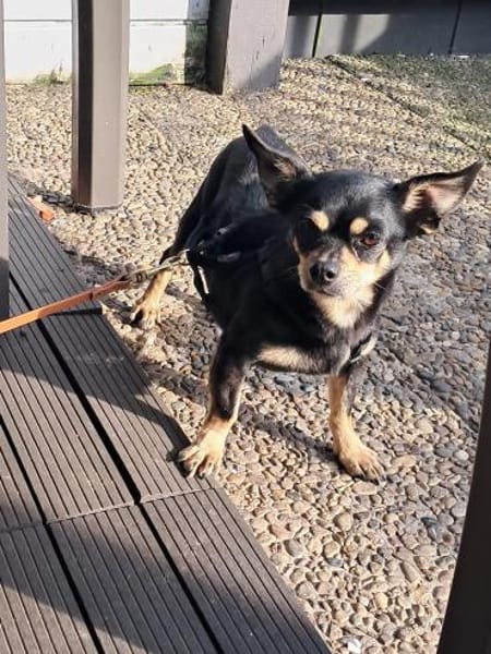 Cookie, süße Chihuahua Hündin