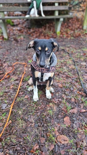 Hübscher Welpe Yoru 5 M. sucht Zuhause