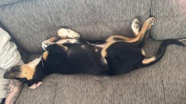 Hübscher Welpe Yoru 5 M. sucht Zuhause