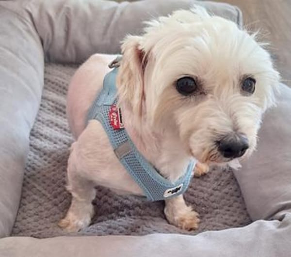 Peaches in 69126 Heidelberg