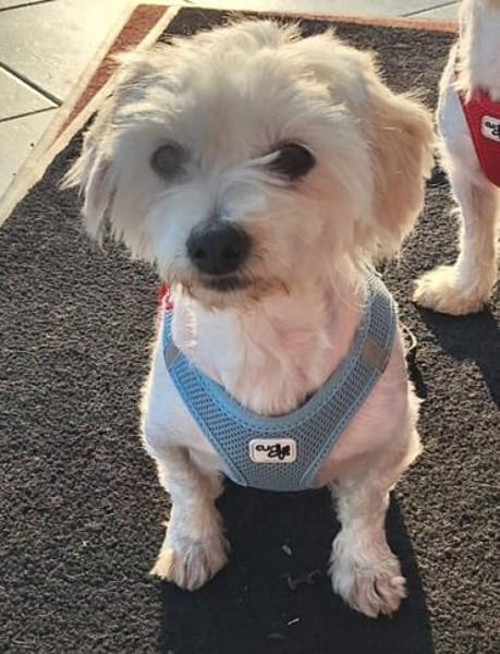 Peaches in 69126 Heidelberg