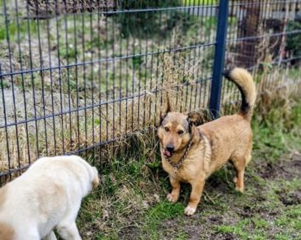 Lieber kleiner Senior Lüdi sucht Zuhause