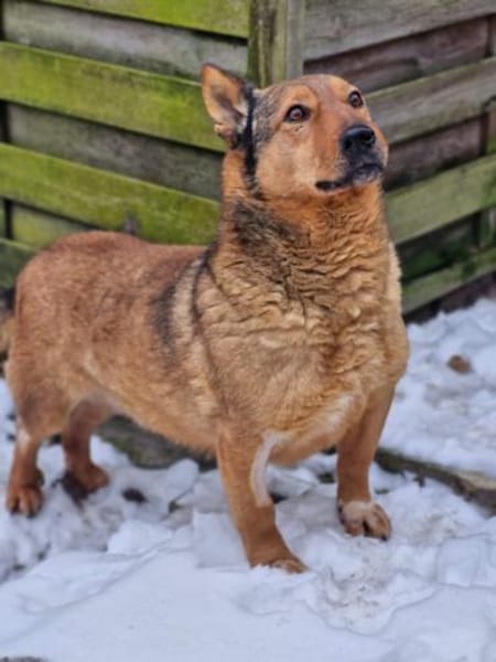 Lieber kleiner Senior Lüdi sucht Zuhause