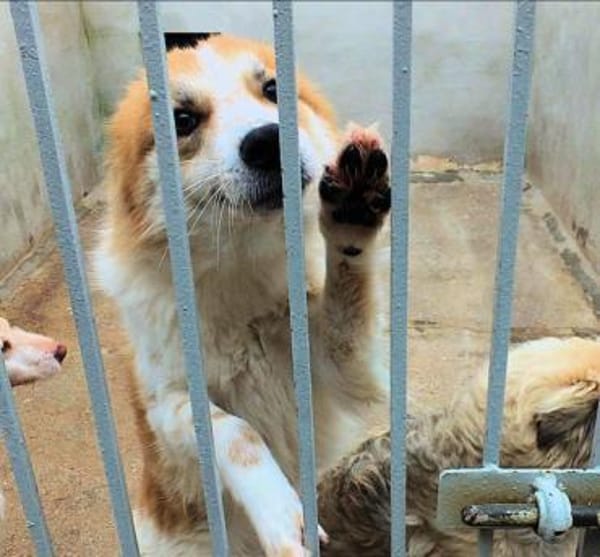 BENJI 💙💙💙 wünscht sich ein Zuhause