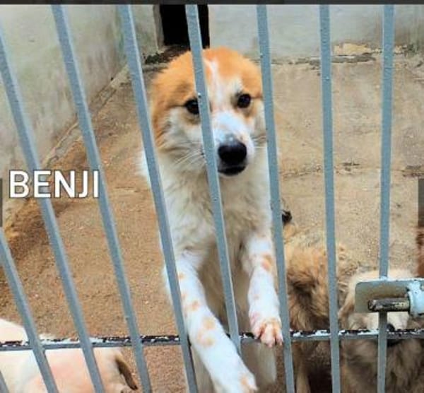 BENJI 💙💙💙 wünscht sich ein Zuhause