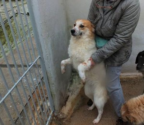 BENJI 💙💙💙 wünscht sich ein Zuhause