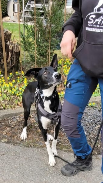 Moflete sucht sein perfect match