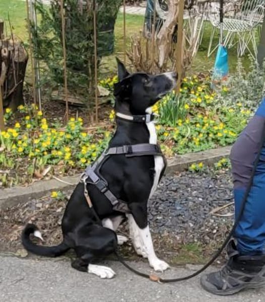 Moflete sucht sein perfect match