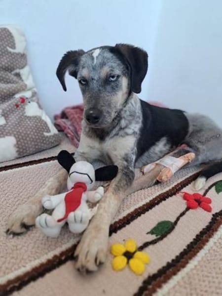 Spot - jung + liebesbedürftig