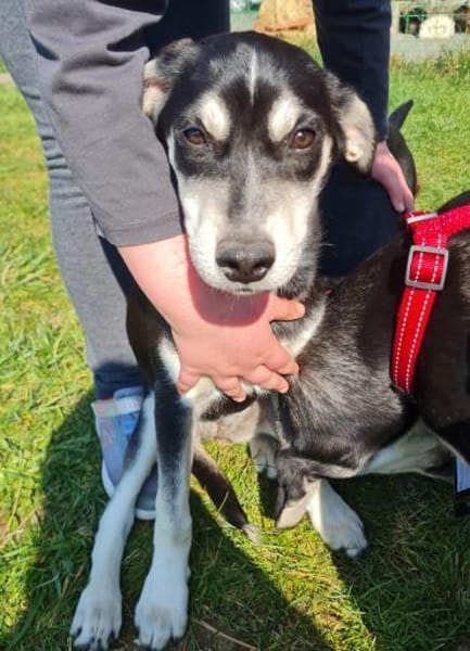 Afra, aktiver Husky/Viszla Mix Welpe