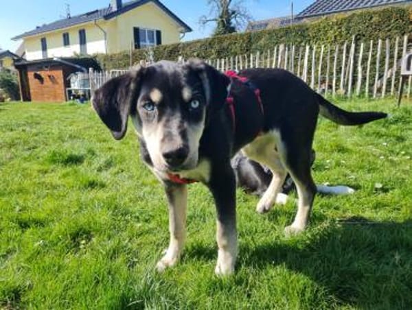 Afra, aktiver Husky/Viszla Mix Welpe