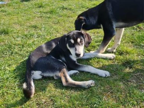 Afra, aktiver Husky/Viszla Mix Welpe