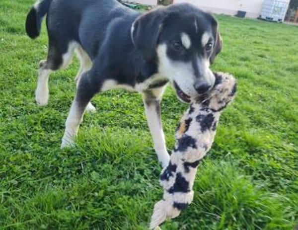 Afra, aktiver Husky/Viszla Mix Welpe