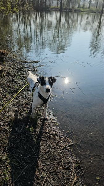 Vador l'adorable petit guerrier tripatte