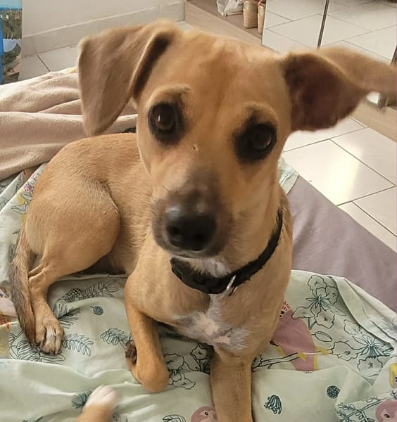 PERLE le bijou des îles