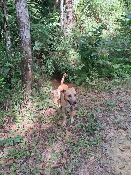 AÏKO la douceur des îles