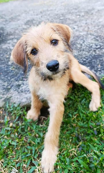 Youpi, le bébé joyeux