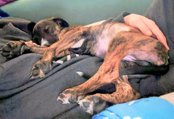 ANTON, chiot galgo 3