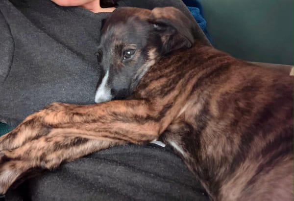 ANTON, chiot galgo 3