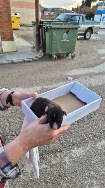 ANTON, chiot galgo 3