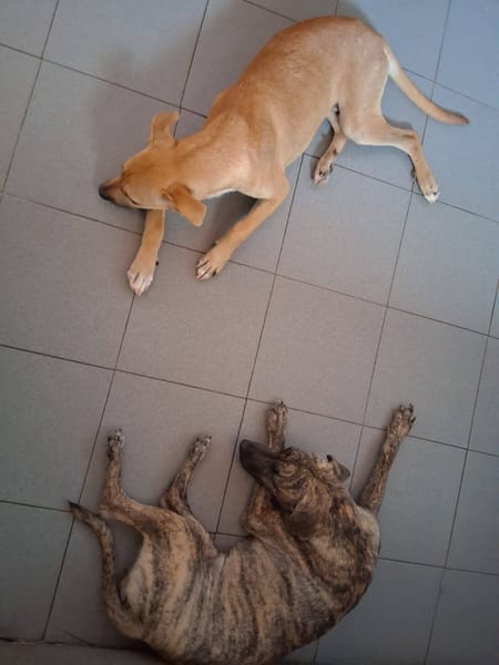 Spark, Mâle, X Berger, né le 20/09/2025🐶