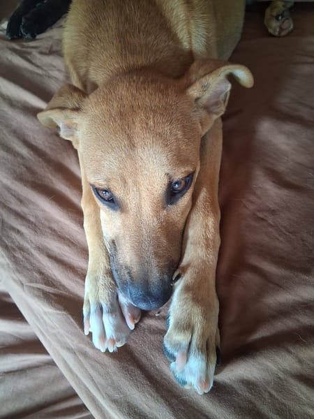 Spark, Mâle, X Berger, né le 20/09/2025🐶