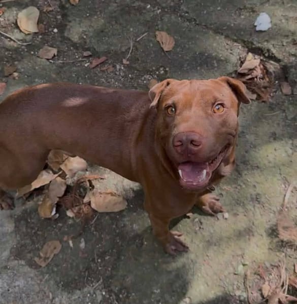 Pollux, mâle croisé Shar Pei, né le 03/06/2024 🐶