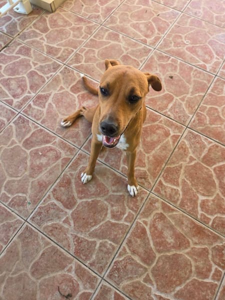 Frisky, Mâle, X Berger, né le 01/04/2025 🐶