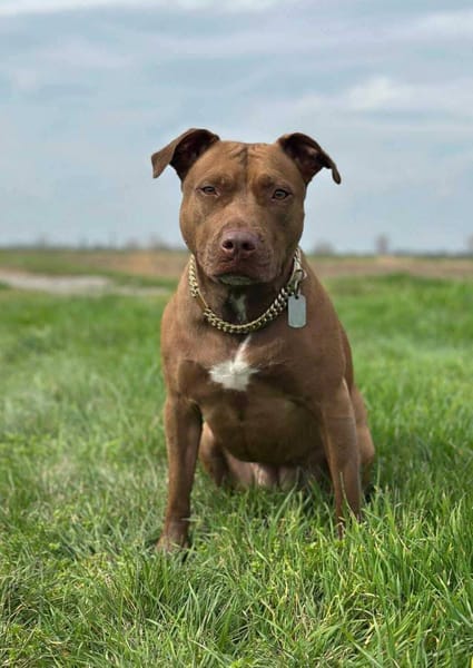 Brooklyn, femelle, Berger X Staffordshire Terrier (Décatégorisée par diagnose), née le 20/04/2022