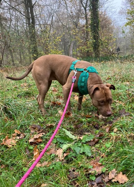 Brooklyn, femelle, Berger X Staffordshire Terrier (Décatégorisée par diagnose), née le 20/04/2022