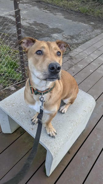 Bosko, mâle X berger né le 10/12/2024