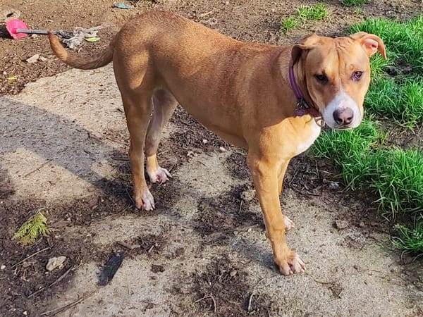 Aéla, femelle croisée berger, née le 15/06/2025 🐶