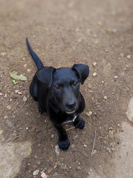 Stormy, mâle, berger créole, né le 15/11/2025