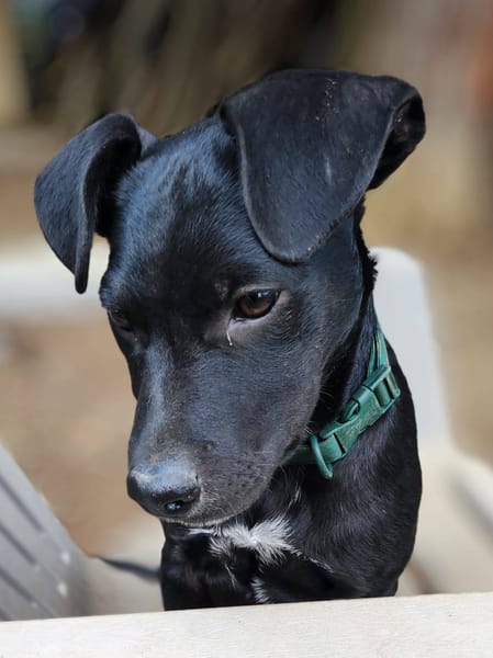 Stormy, mâle, berger créole, né le 15/11/2025