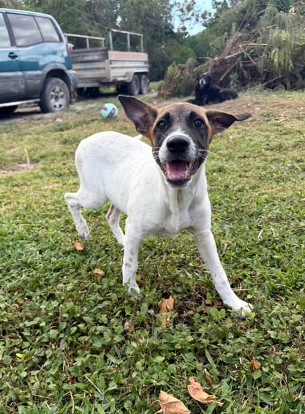 Sienna, Femelle X berger, Née le 27/10/2025 🤍