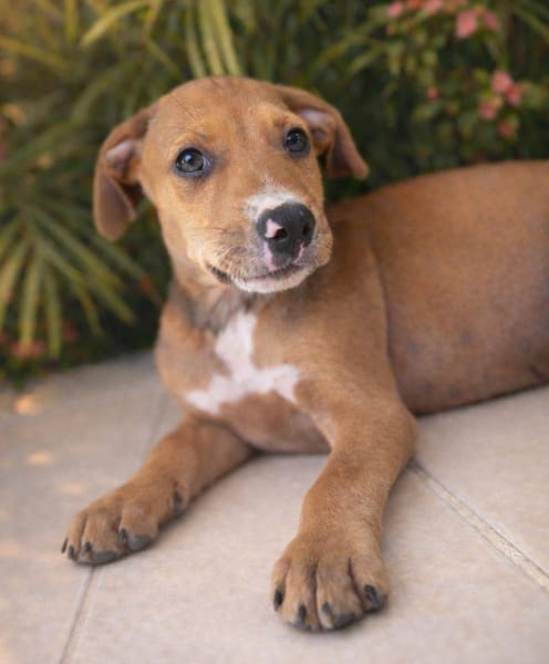 Miko, mâle, X Berger, né le 10/12/2025🐶