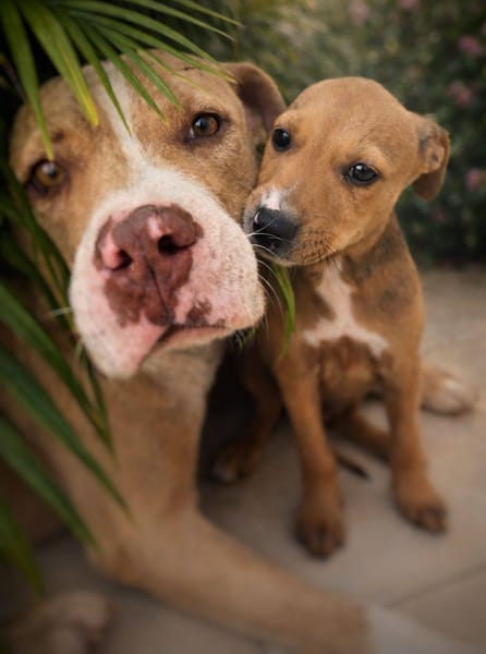 Miko, mâle, X Berger, né le 10/12/2025🐶