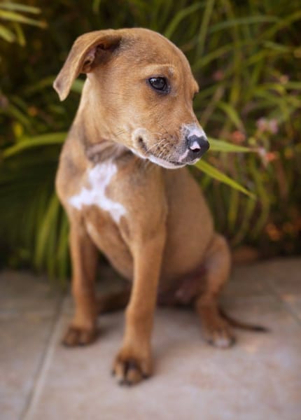 Miko, mâle, X Berger, né le 10/12/2025🐶