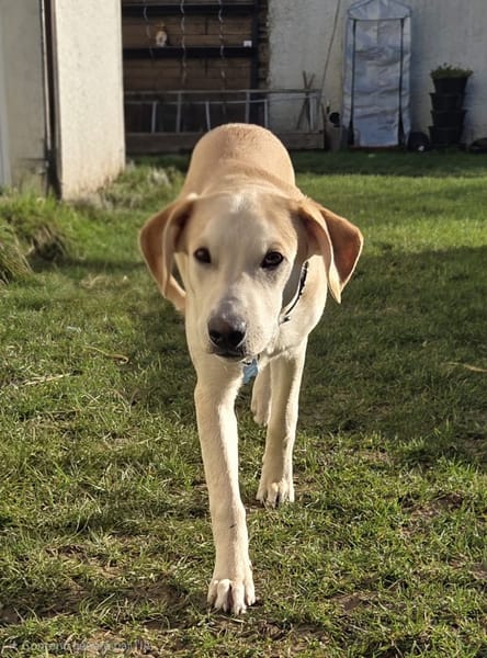 Grenache, mâle X berger, né le 14/07/2025 🐶