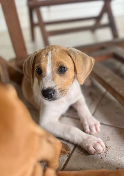 Apache, mâle croisé berger créole, né le 28/11/2025 🤍