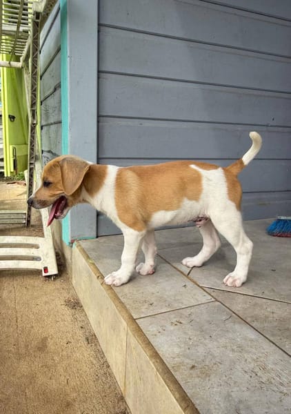 Apache, mâle croisé berger créole, né le 28/11/2025 🤍