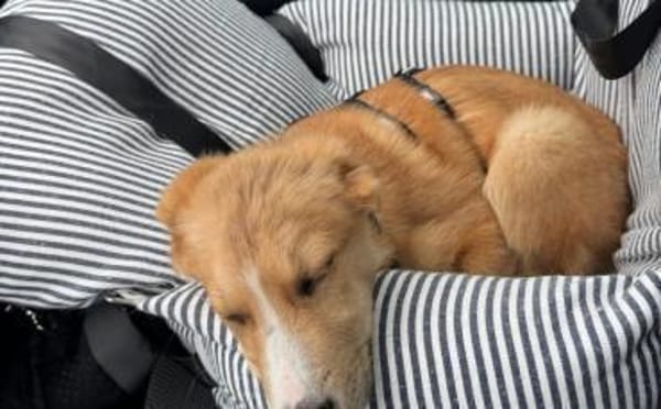 Wer schenkt Emil sein Herz?