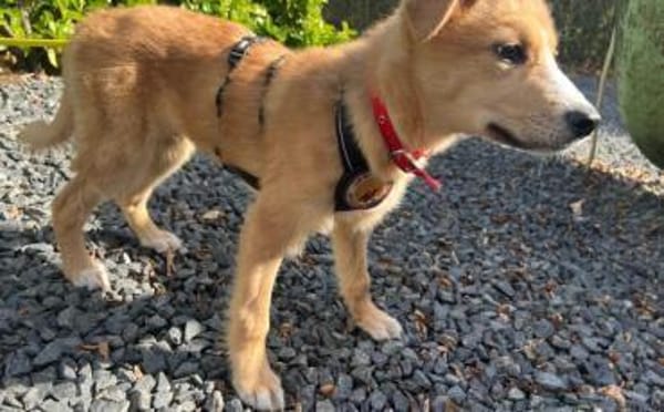 Wer schenkt Emil sein Herz?